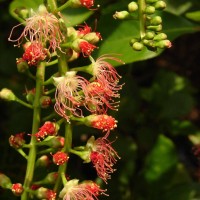 Barringtonia acutangula (L.) Gaertn.